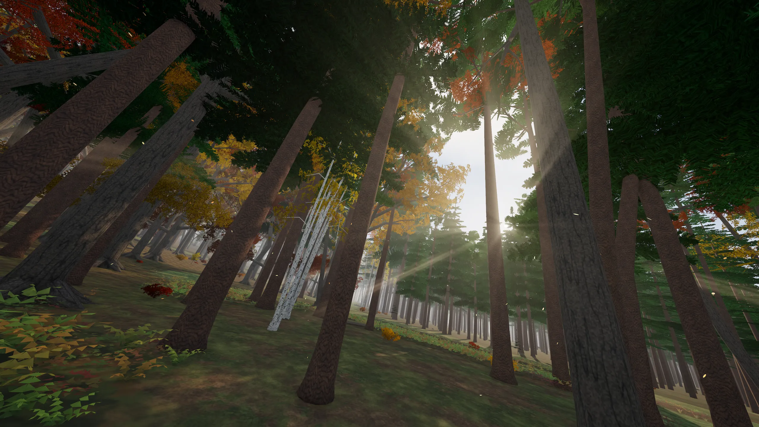 The same line between the pines in autumn