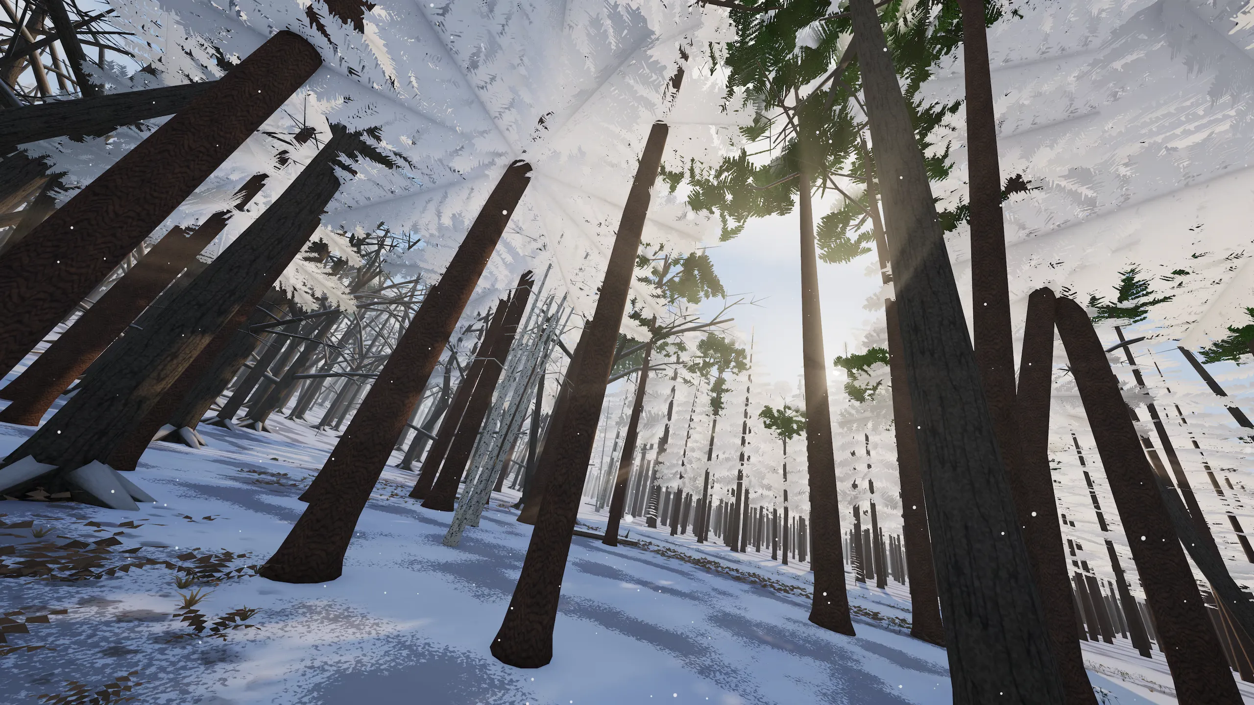 The same line between the pines in winter